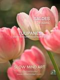 Experiencia en el campo de Tulipanes 26 ABRIL
